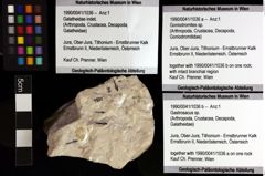 Foto (Objket + Etiketten) von Gastrosacus sp. 